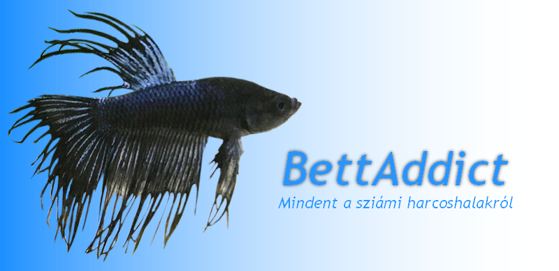 BettAddict